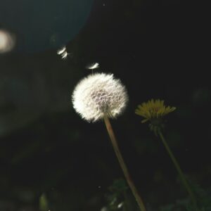 A serene night view of a dandelion in a York garden, capturing flying seeds.